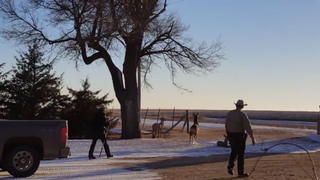 Game Wardens Shoot Deer Named After Bambi Character in Front of Its Owners
